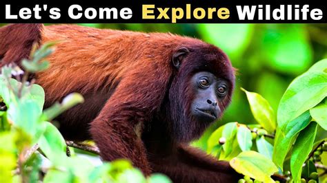 The Howler Monkey's Secret Whispers: Unveiling Ancient Colombian Wisdom Through Laughter and Tears!